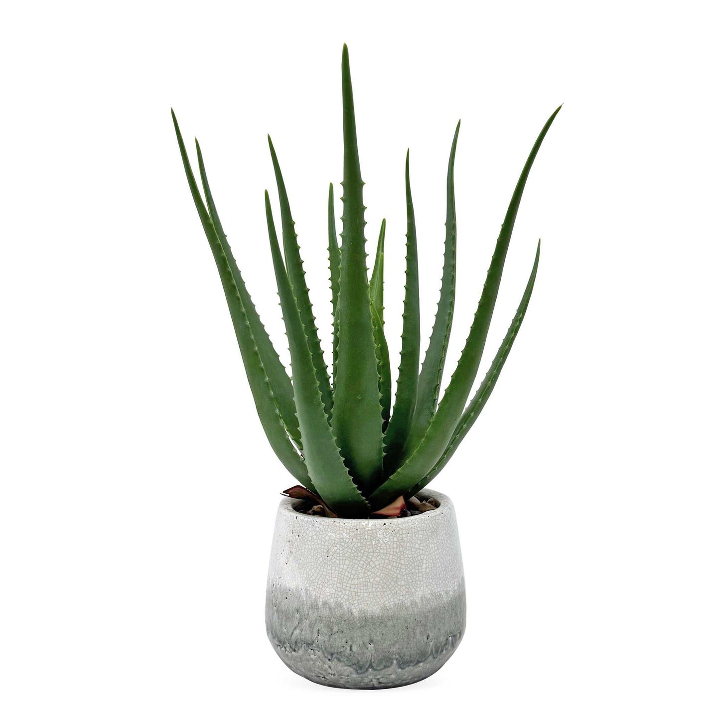 Veranda - Indoor-Outdoor Aloe Plant - Gray / Green
