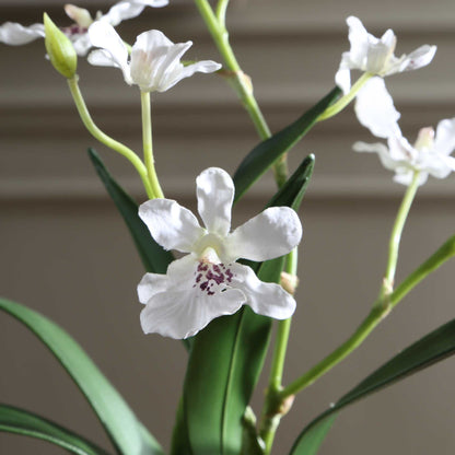 Clovis - Orchid Drop-In - White
