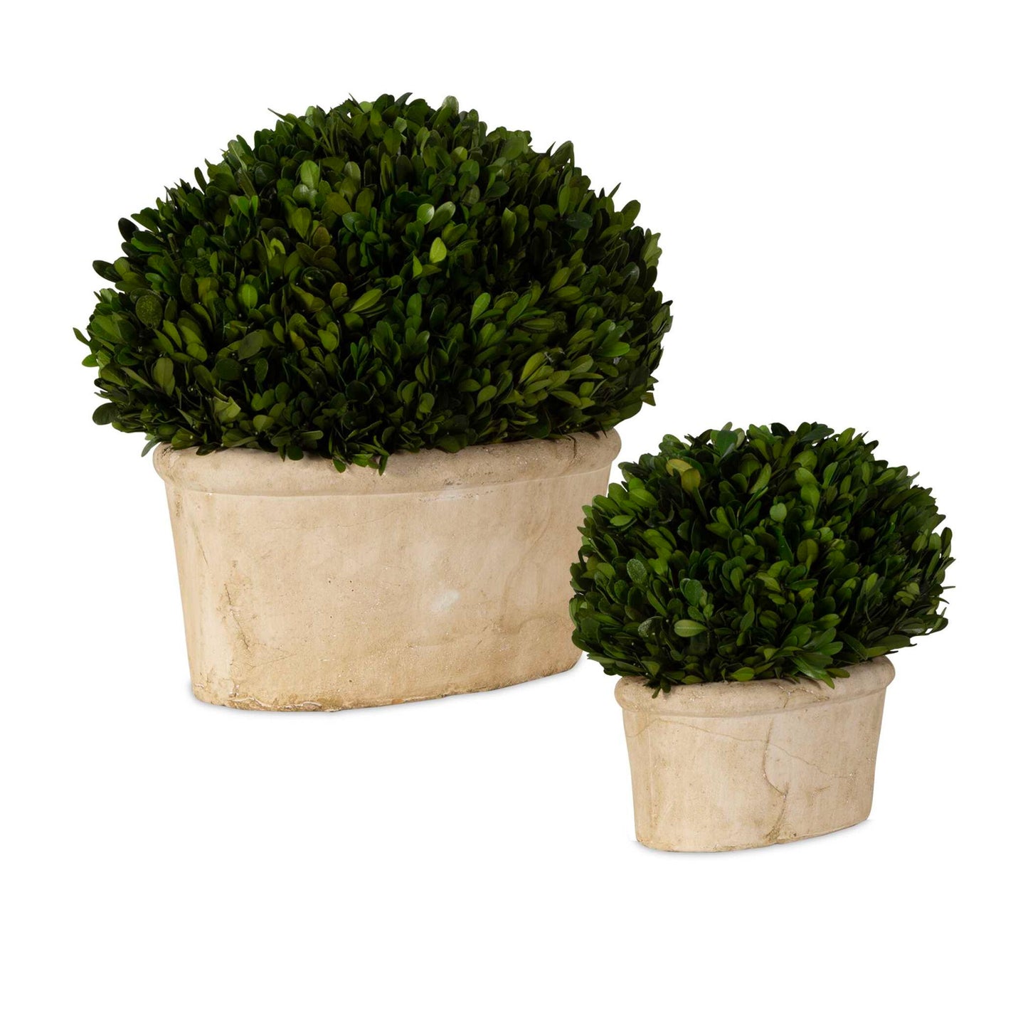 Preserved Boxwood - Oval Domes (Set of 2) - Beige