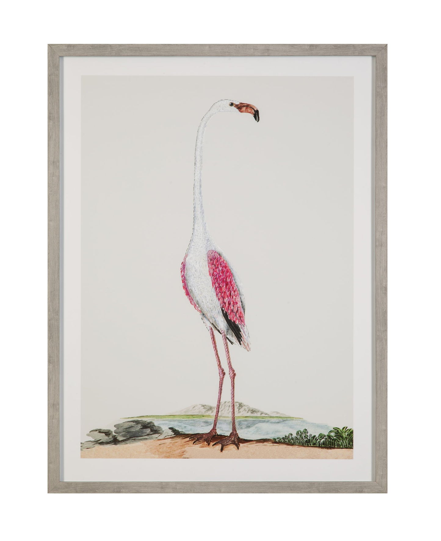 Vintage - Flamingo I Framed Print - Pink