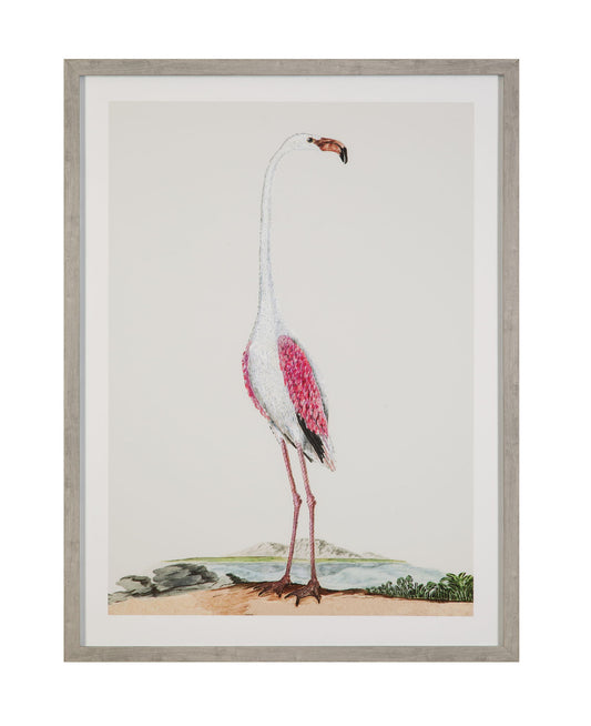Vintage - Flamingo I Framed Print - Pink