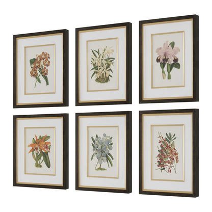 Orchid - Botanical Framed Prints (Set of 6) - Black / Blue / Gold / Green / Orange / Pink / Purple / Red