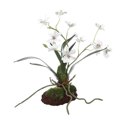 Clovis - Orchid Drop-In - White