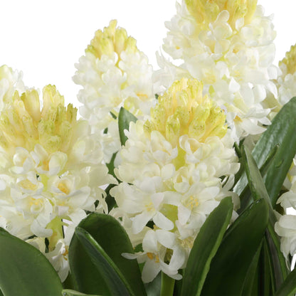 Sincerity - Potted Hyacinth Plant - Green
