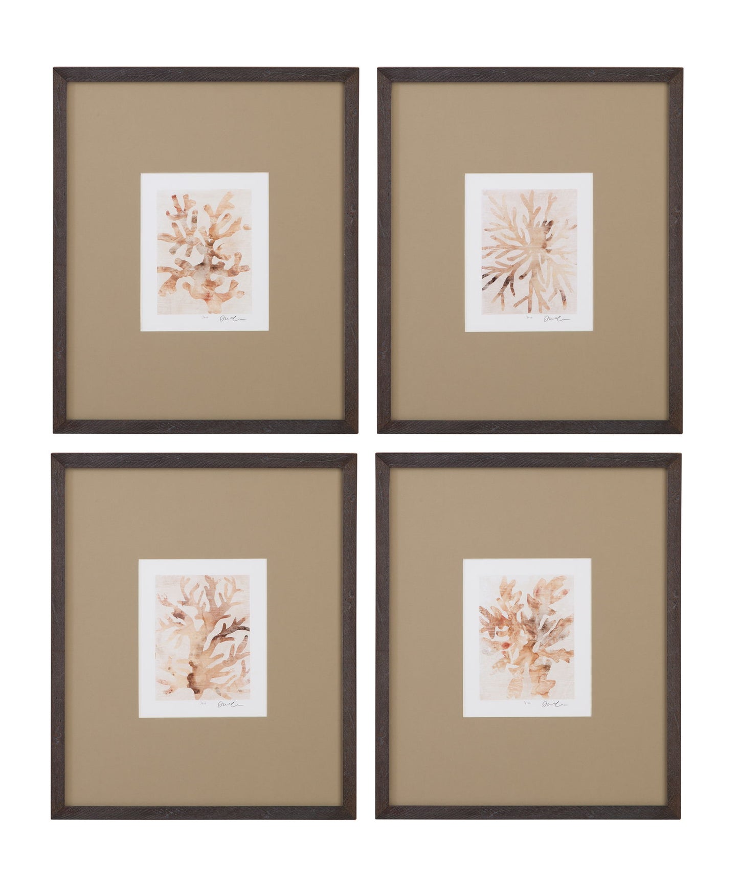 Parchment Coral II Framed Print - Brown