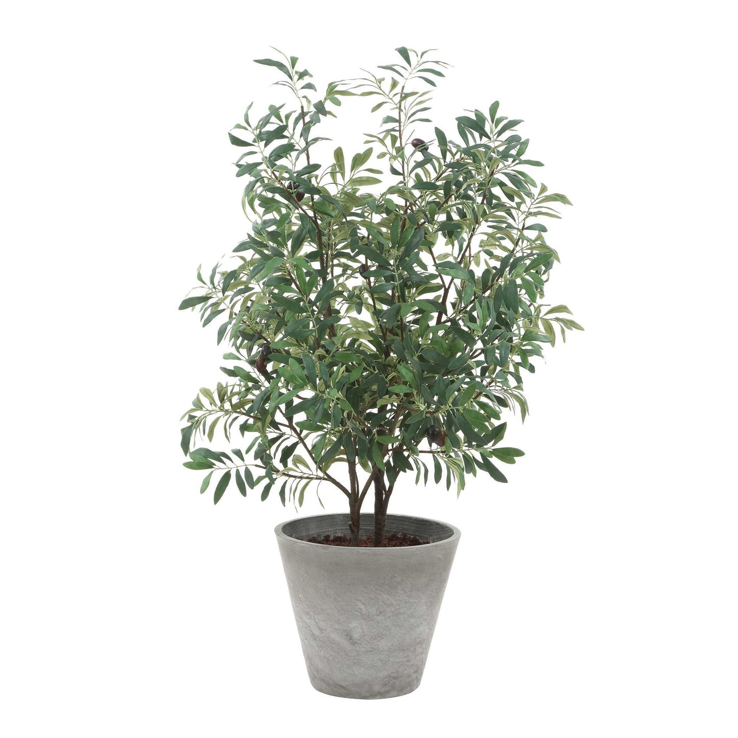 Marisol - Potted Olive Plant - Gray / Green