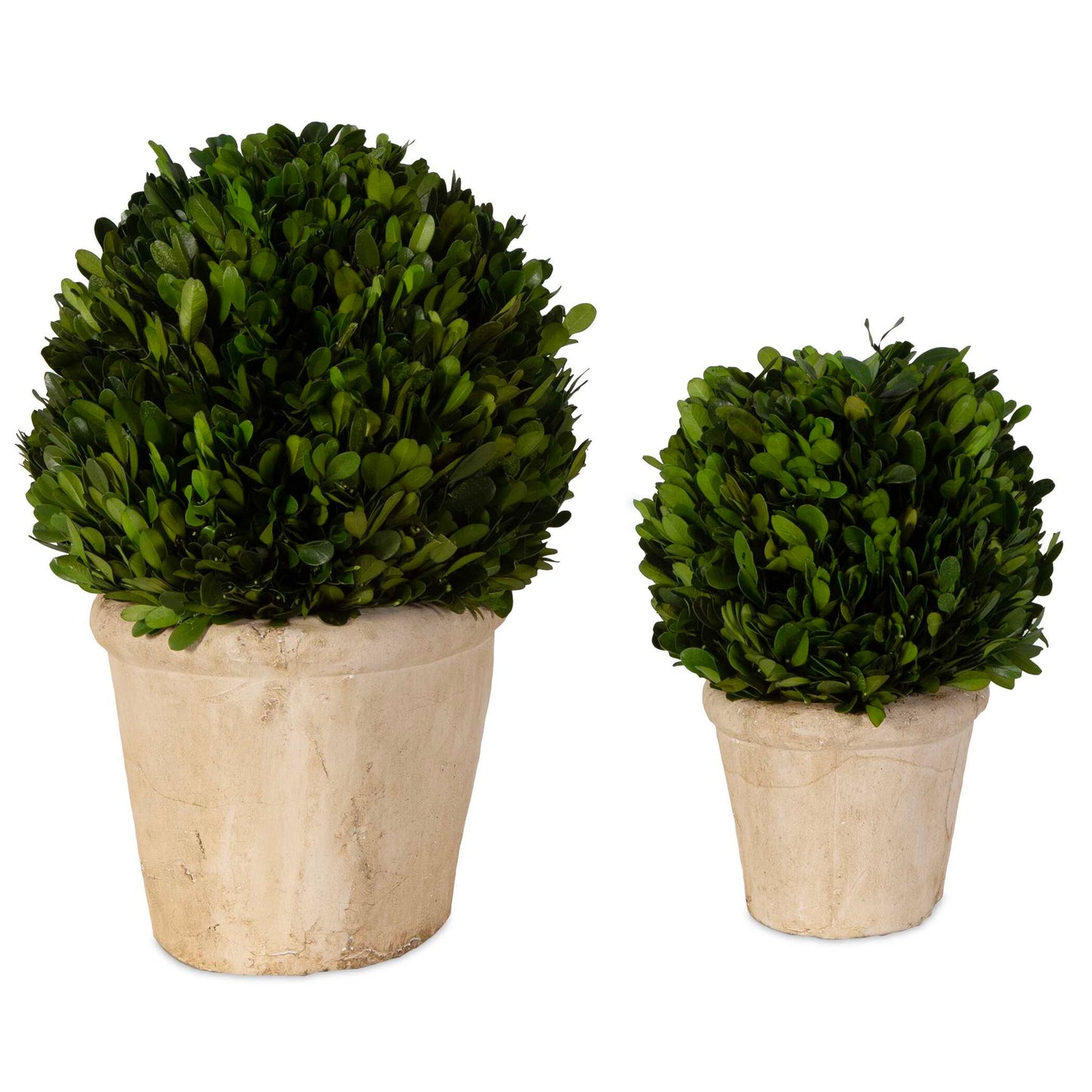 Preserved Boxwood - Oval Domes (Set of 2) - Beige