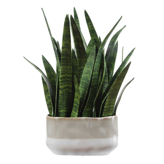Sansera Snake - Accent Plant - Green