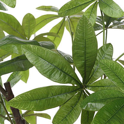 Pachira - Money Tree - White