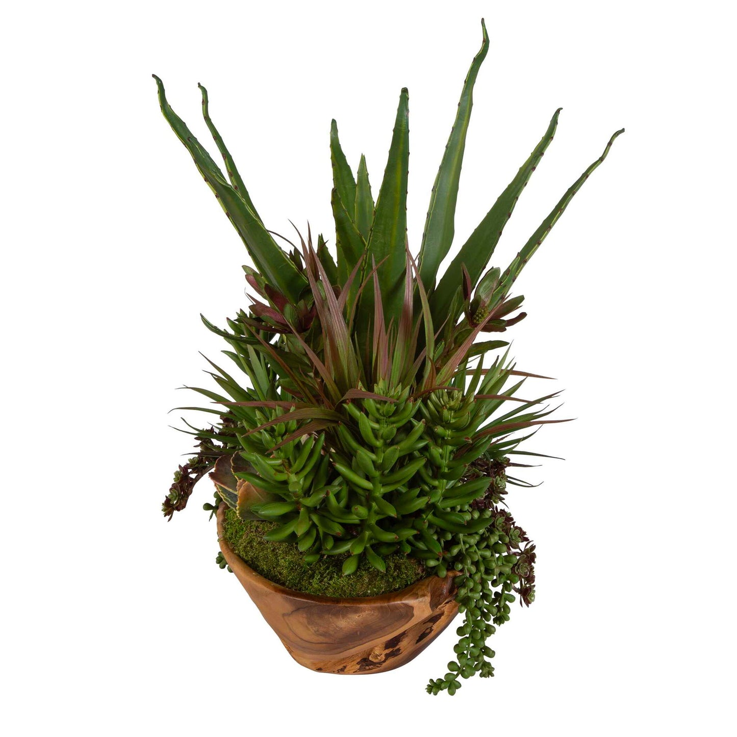 Salar - Succulents In Teak Bowl - Light Brown