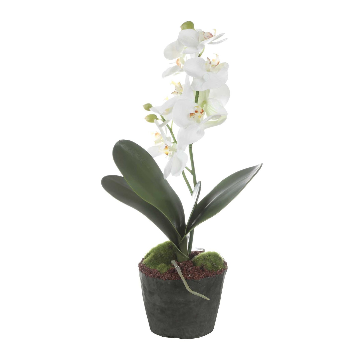 Laris - Orchid Drop-In - White