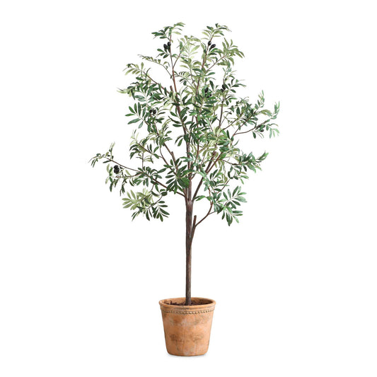 Olea - Potted Olive Tree - Green
