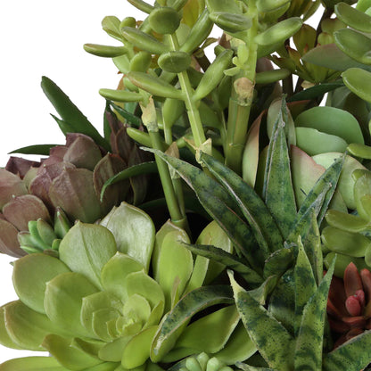 Mico - Indoor-Outdoor Succulent Centerpiece - Black,Green