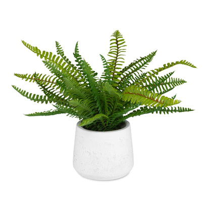 Boston Fern - In White Ceramic Pot - White