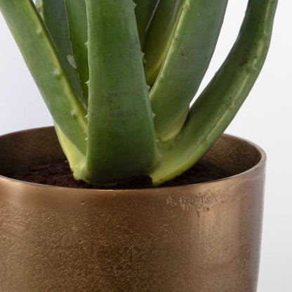 Arabia - Aloe Planter - Brown
