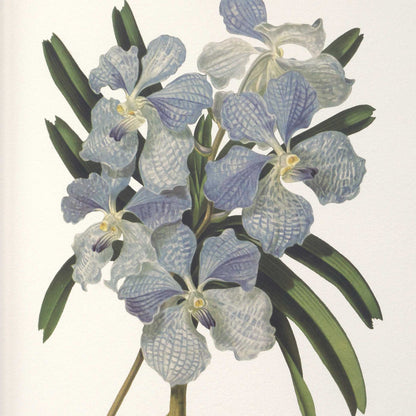 Orchid - Botanical Framed Prints (Set of 6) - Black / Blue / Gold / Green / Orange / Pink / Purple / Red