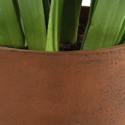 Sincerity - Potted Hyacinth Plant - Green