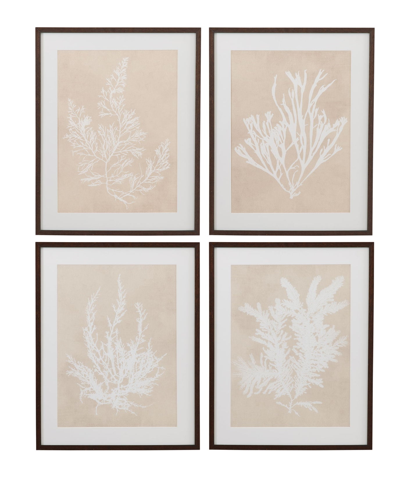 Gracilaria Multipartita Framed Print - Beige
