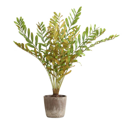 Zamia - Palm Accent In Planter - Green