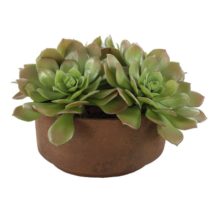 Sable Succulent - Accent In Pot - Brown / Green