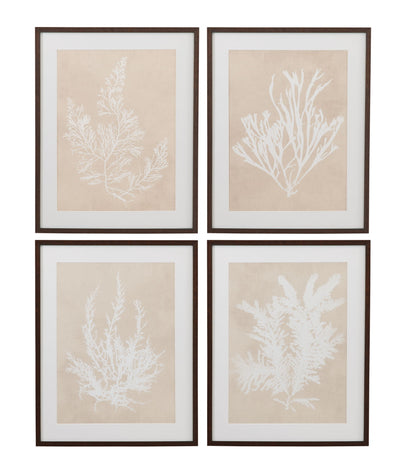 Ptilota Plumosa Framed Print - Beige