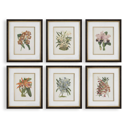 Orchid - Botanical Framed Prints (Set of 6) - Black / Blue / Gold / Green / Orange / Pink / Purple / Red