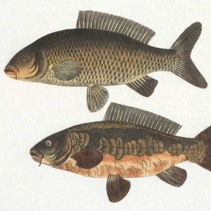 The Catch - Framed Fish Prints (Set of 2) - Black / Brown / Gray / Green / Orange / Woodtone