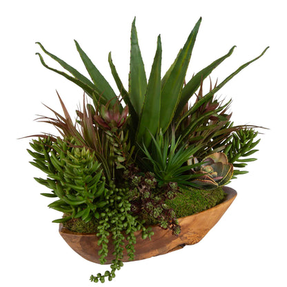 Salar - Succulents In Teak Bowl - Light Brown