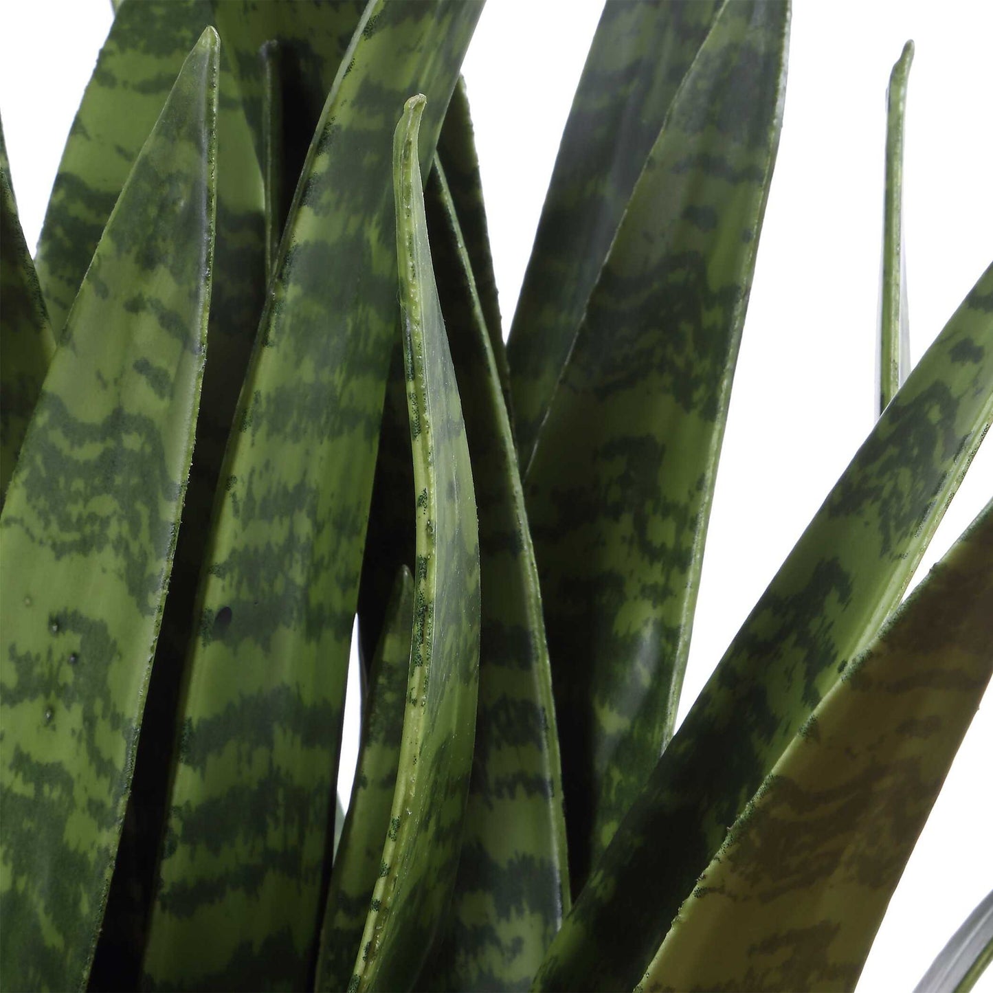 Sansera Snake - Accent Plant - Green