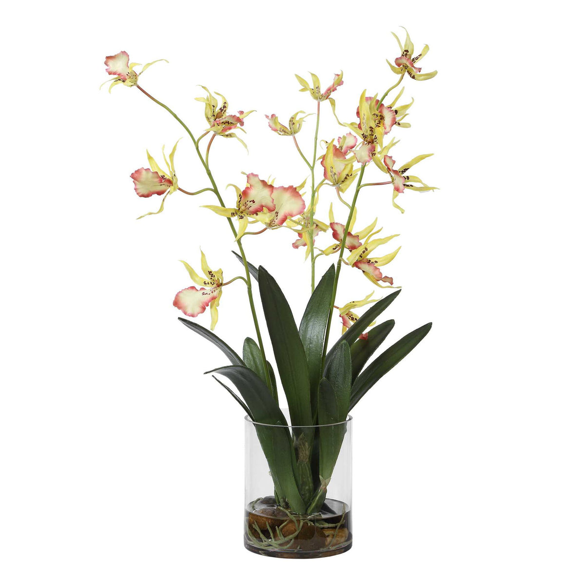Spider - Orchid In Glass Vase - Green,Pink,Yellow
