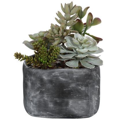 Alverio - Desert Garden Succulents - Pearl Silver